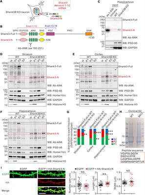 The Neomycin Resistance Cassette in the Targeted Allele of Shank3B Knock-Out Mice Has Potential Off-Target Effects to Produce an Unusual Shank3 Isoform